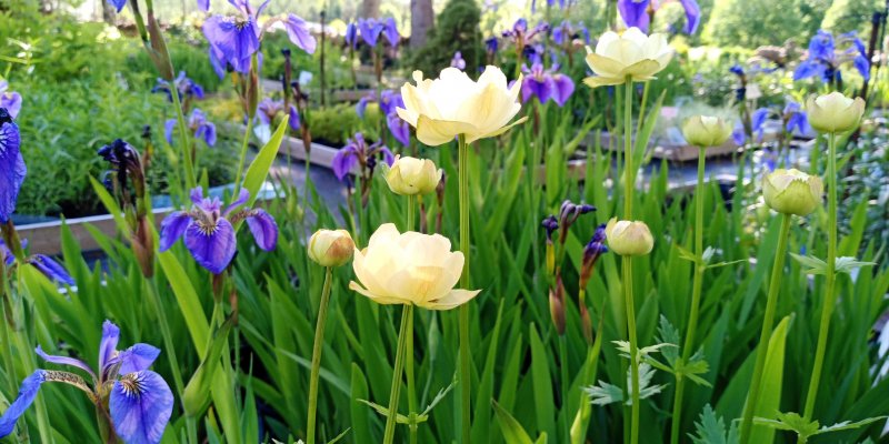 Trollius cultorum 'New Moon'